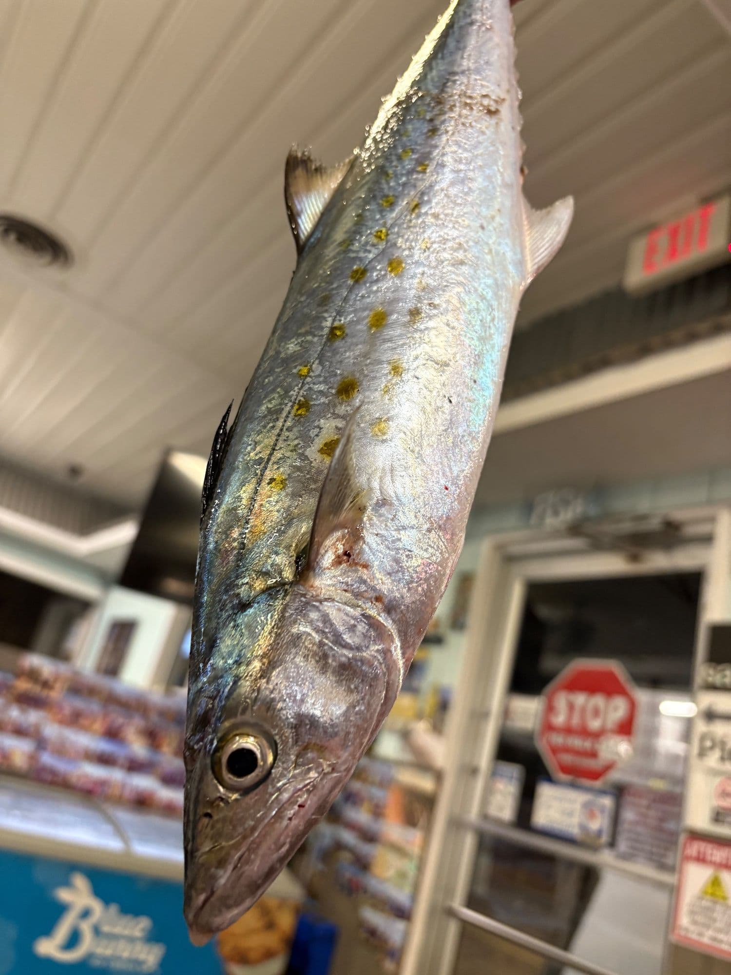May 23 fishing report cont: the night closed slow, a few whiting blues and a decent Spanish. Come out early for better fishing