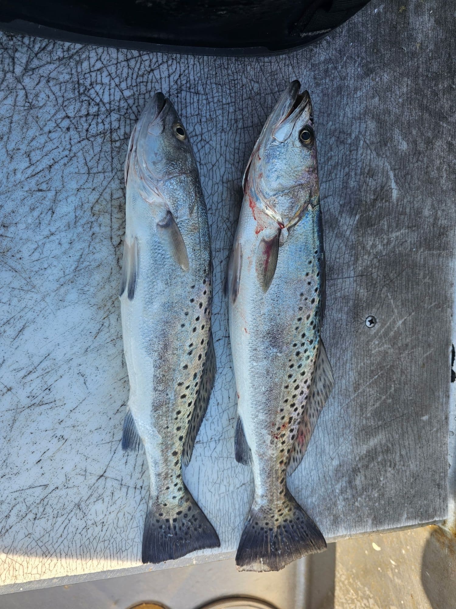 03July2026 Today’s Fishing Report: we are catching trout, spot, whiting, drum. Flounder is out of season, please throw back. Fishing is g...