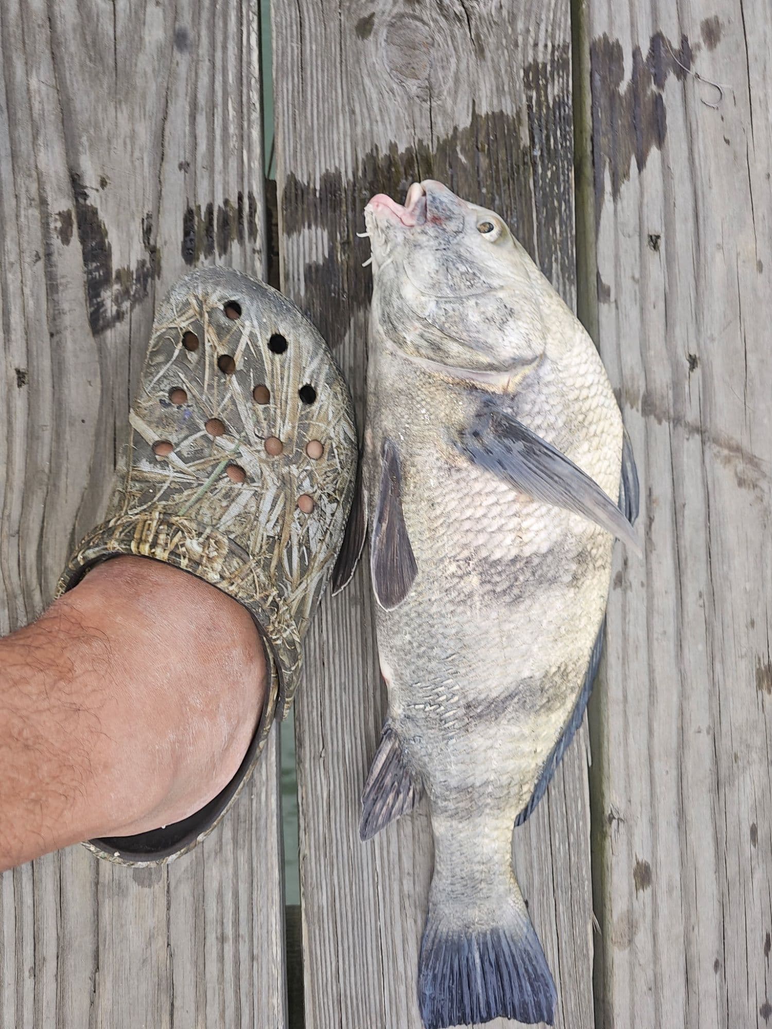 Fishing Report 29 May 2026: fishing has been slow but getting better. Thomas caught a nice black drum and Speckled trout tonight, hoping ...