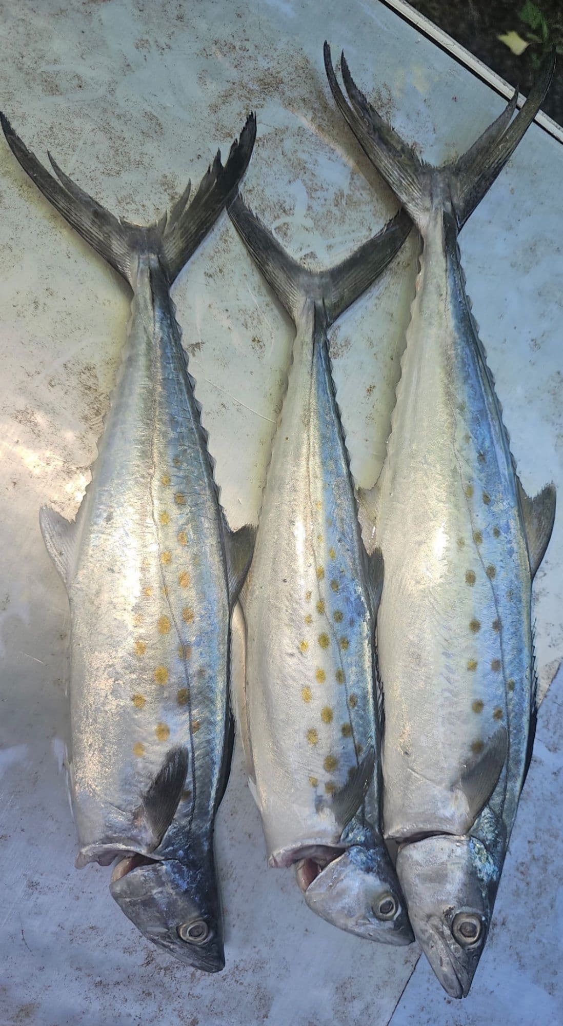 Fishing report May 16: Spanish Mackerel and a couple pompano. Lot more Whiting, Croakers.