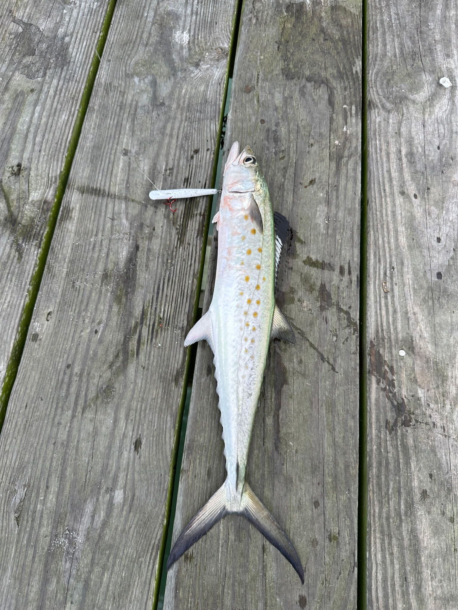 Spanish Mackerels biting 30 April 2026