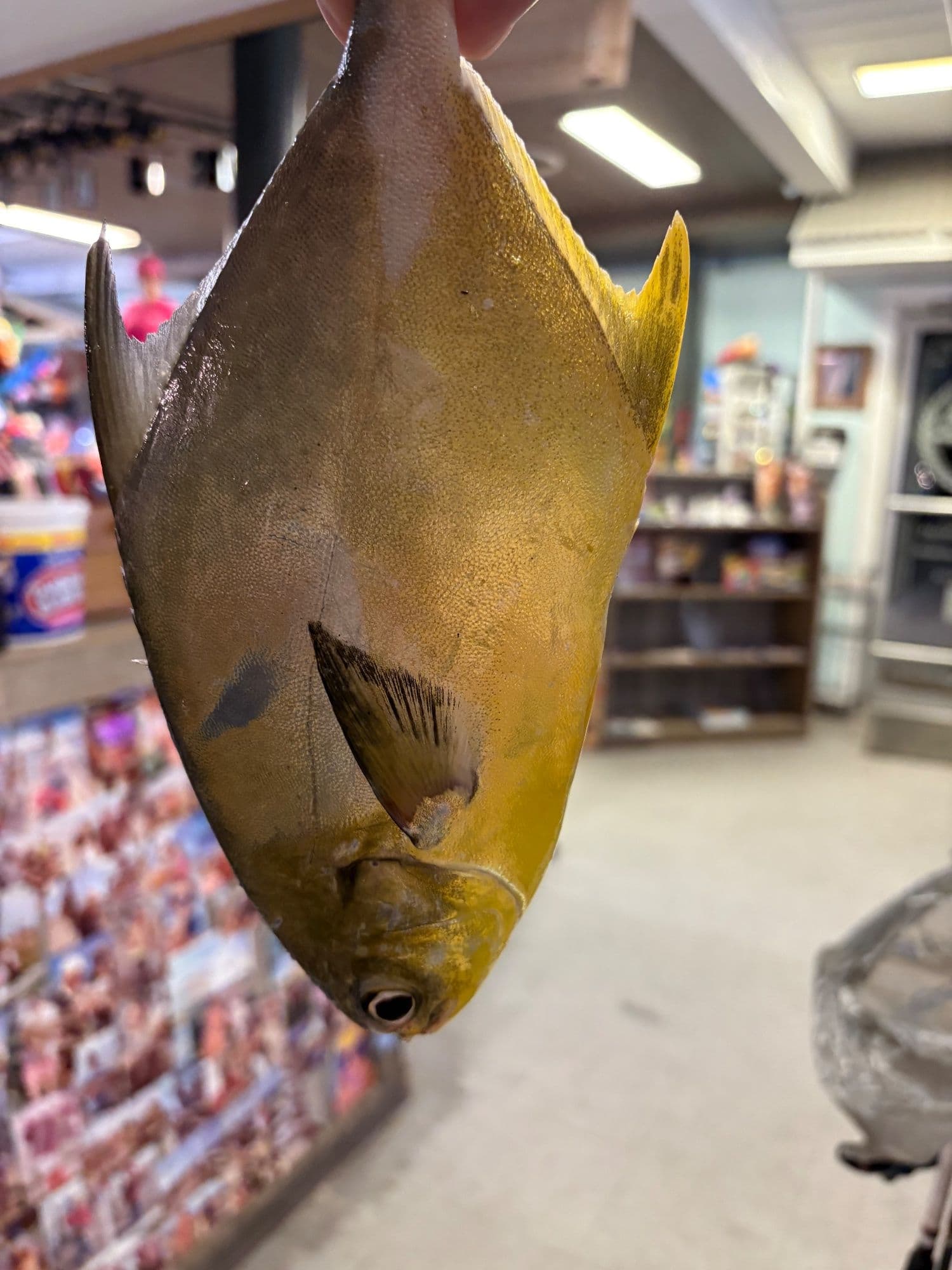 12July2026 fishing report: Happy Sunday, today caps off a decent week, we’ve seen Drum, Pompano, mackerel and trout, whiting and blues. T...